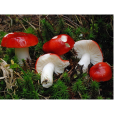 Мицелий Сыроежки жгучеедкой / Сыроежка жгучая  (Russula emetica)